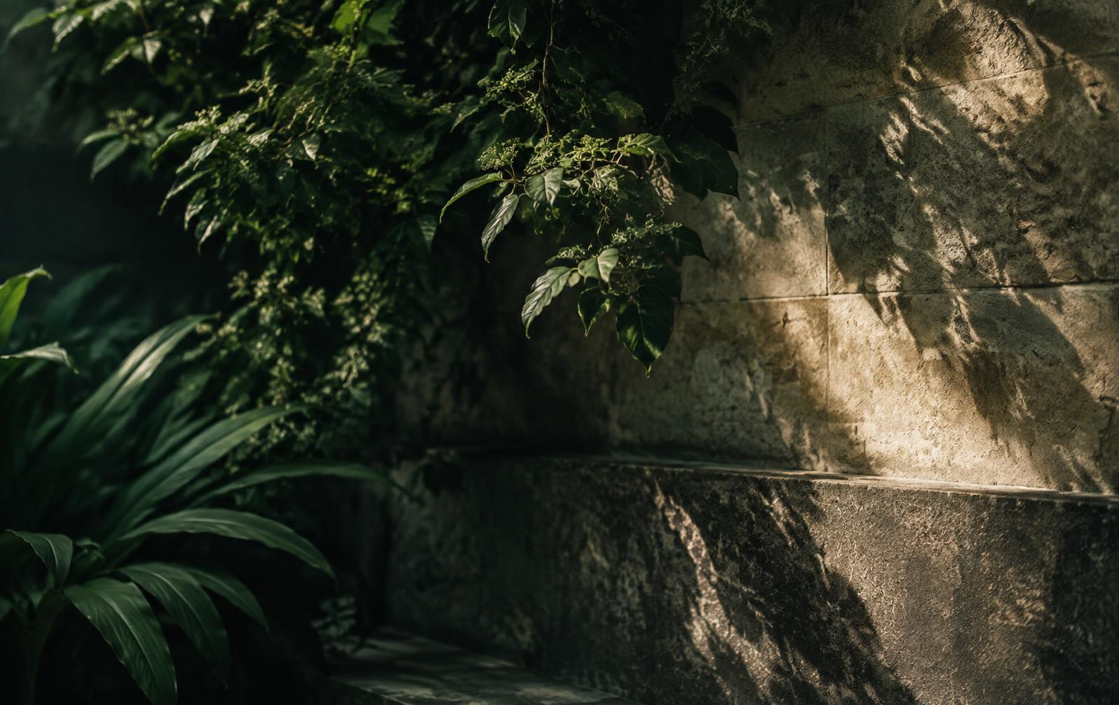 Muro de piedra y follaje en luz suave